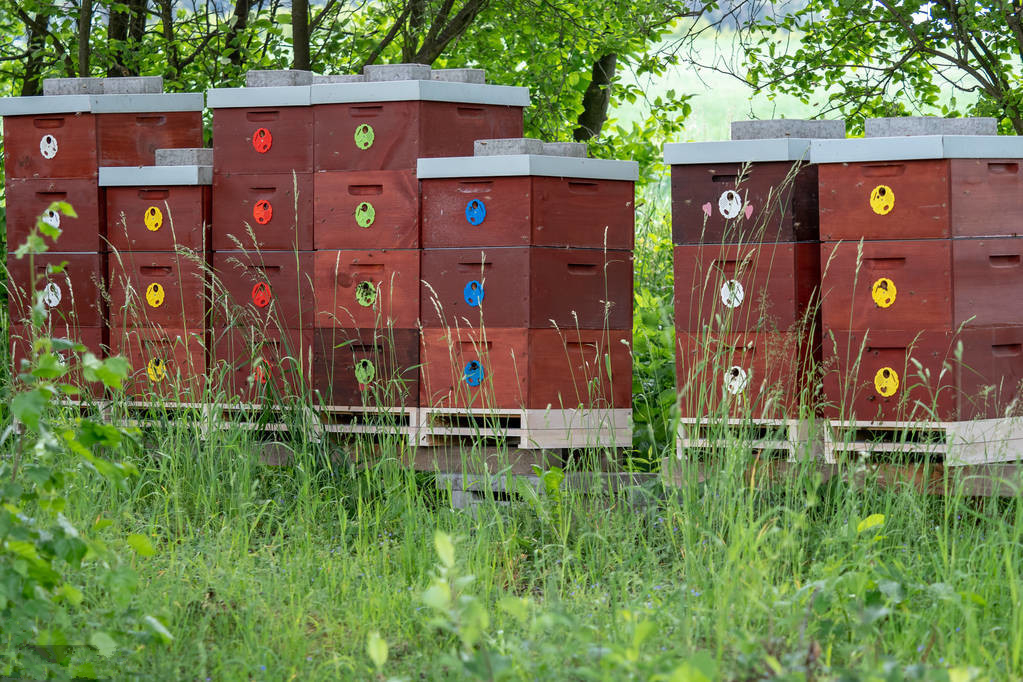 蜜源植物流蜜與氣溫的關系（蜜源植物流蜜和溫度條件）