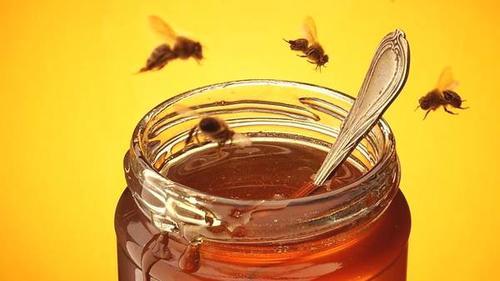 荊條開花為何不流蜜（荊條花在什么樣的條件下適宜流蜜）