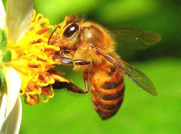 蜜蜂的強群標準是怎樣的？