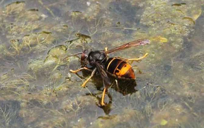 中國大虎頭蜂種類（虎頭蜂的種類介紹）