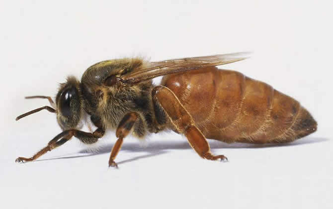 中蜂蜂場幾年引進(jìn)蜂王（中蜂多久換一次蜂王）