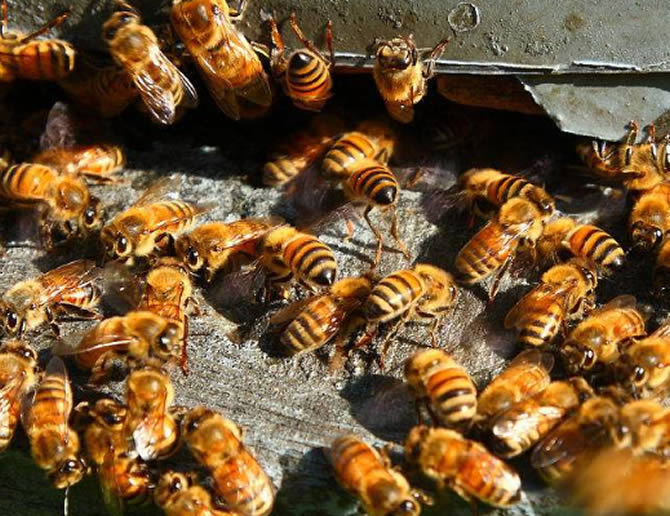 蜜蜂過(guò)冬的方式有哪些（蜜蜂如何越冬）