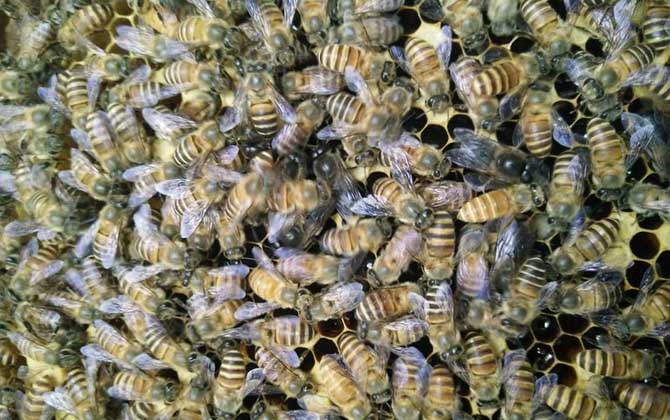 農(nóng)村土蜜蜂的市場(chǎng)價(jià)是多少（農(nóng)村土蜜蜂多少錢一箱）