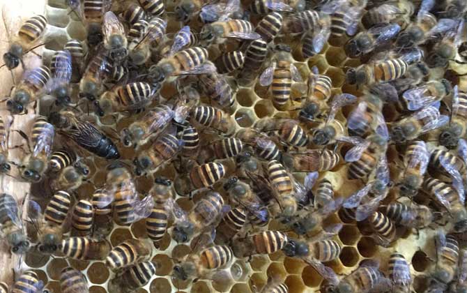 農(nóng)村土蜜蜂的市場(chǎng)價(jià)是多少（農(nóng)村土蜜蜂多少錢一箱）