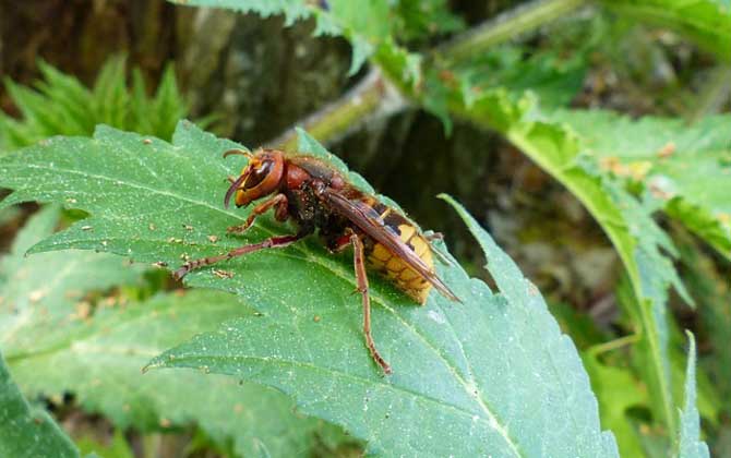 中國大虎頭蜂廣東有嗎（大頭虎蜂的簡介）