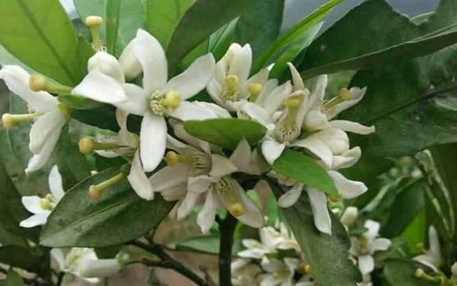 【蜜蜂知識(shí)】全國主要蜜源植物大全