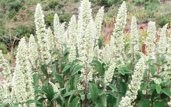 【蜜蜂知識(shí)】全國主要蜜源植物大全