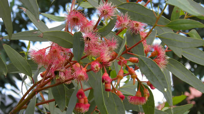 【蜜蜂知識(shí)】全國主要蜜源植物大全