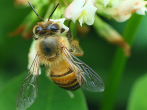 蜜蜂剛開始怎么養(yǎng)（新手如何在家養(yǎng)好蜜蜂）
