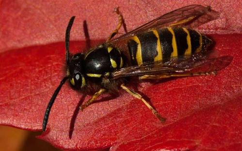 被中國大虎頭蜂扎上的臨床表現（被虎頭蜂咬會怎么樣？）