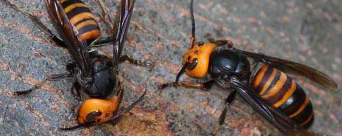 被中國大虎頭蜂扎上的臨床表現（被虎頭蜂咬會怎么樣？）