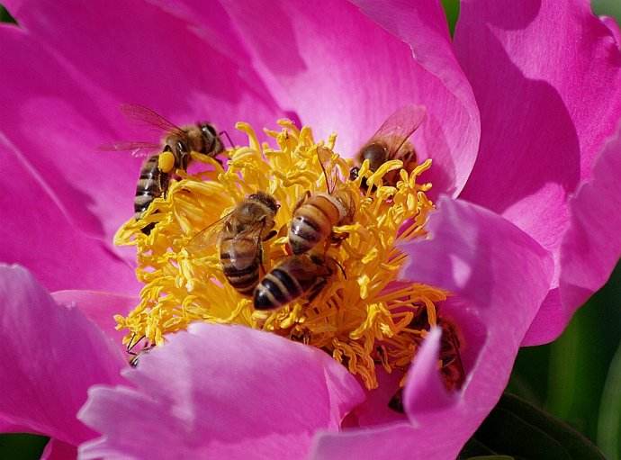 【蜜蜂知識】蜜蜂什么時候分蜂？