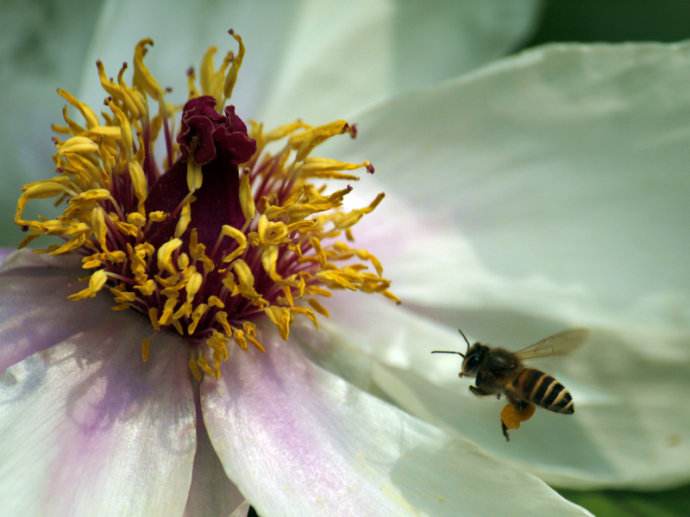 【蜜蜂知識】蜜蜂什么時候分蜂？