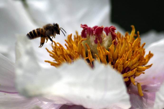 【蜜蜂知識】蜜蜂什么時候分蜂？