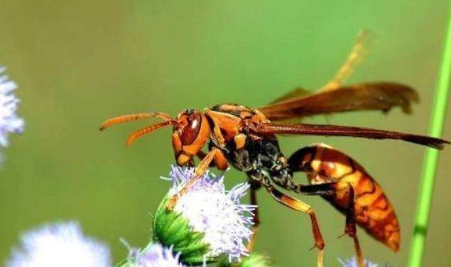 馬蜂吃什么（馬蜂喜歡吃的食物大全）