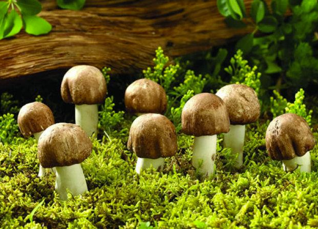 野生蘑菇要慎食，民間流傳下來的“辨別經驗”并不靠譜