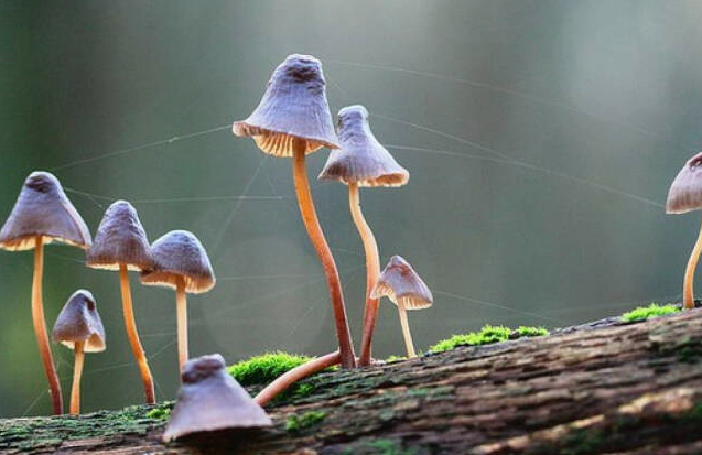 野生蘑菇要慎食，民間流傳下來的“辨別經驗”并不靠譜