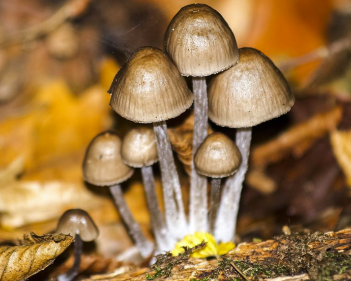 野生蘑菇要慎食，民間流傳下來的“辨別經驗”并不靠譜