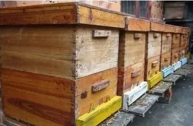 怎么看蜜蜂生病沒（蜜蜂疾病觀察診斷技術(shù)）