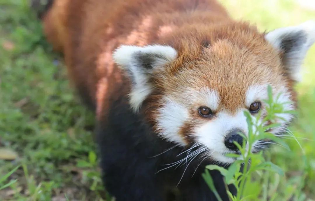 有篝火、有星空！山東私藏的這些自駕露營(yíng)地景美人少，現(xiàn)在就出發(fā)！