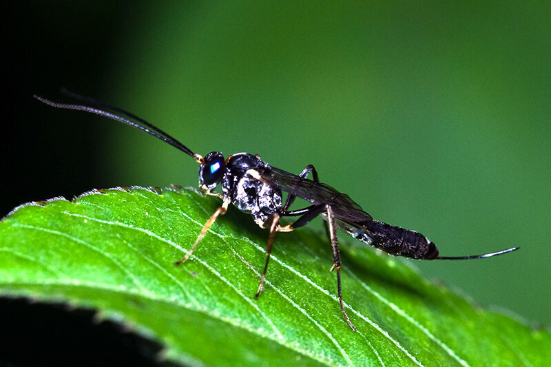 黑色細腰蜂有毒嗎（身體黑色的蜜蜂是什么蜂有沒有毒）