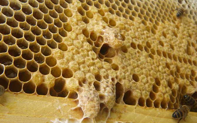 新手養(yǎng)蜂怎樣起王臺(tái)？（怎樣讓蜜蜂自己起王臺(tái)）