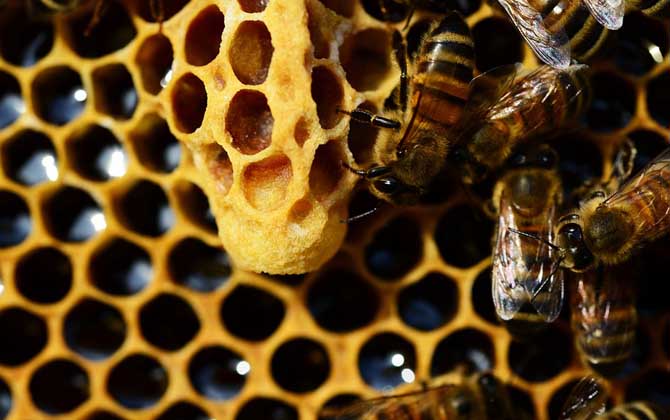 新手養(yǎng)蜂怎樣起王臺(tái)？（怎樣讓蜜蜂自己起王臺(tái)）