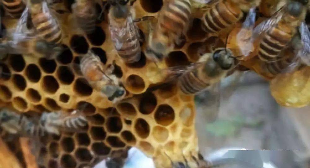 防止盜蜂的六個技巧（意蜂群之間出現(xiàn)盜蜂怎么辦）