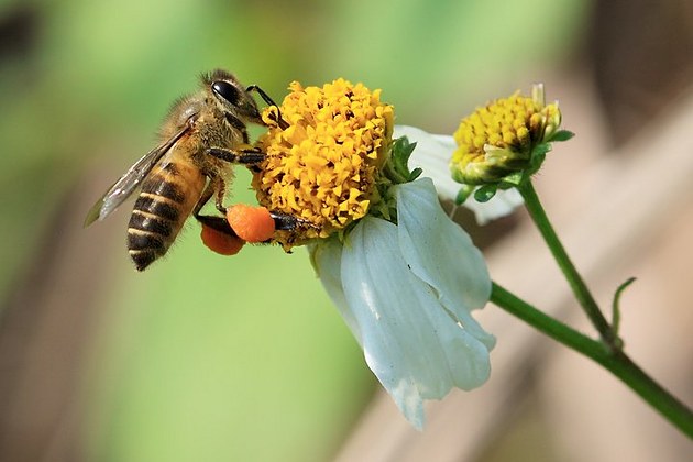 蜜蜂和螞蟻有什么區(qū)別（蜜蜂和螞蟻的對(duì)比）
