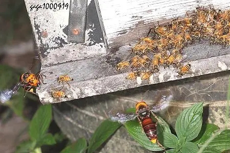 虎頭蜂和蜜蜂有什么區別（虎頭蜂是什么蜂）