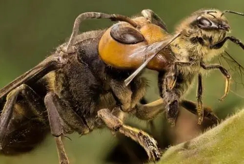 虎頭蜂和蜜蜂有什么區別（虎頭蜂是什么蜂）