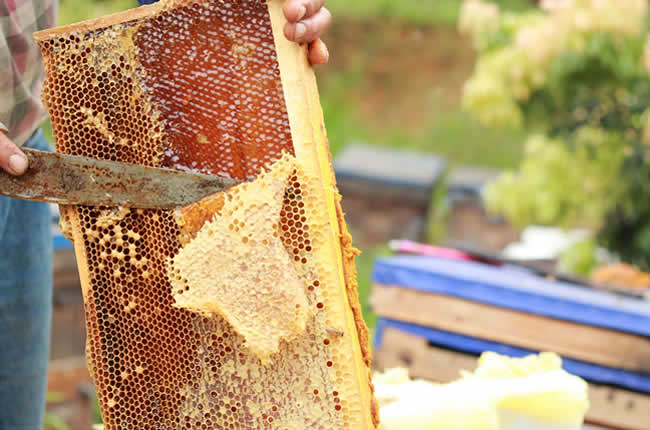 如何在有子脾情況下取蜜？