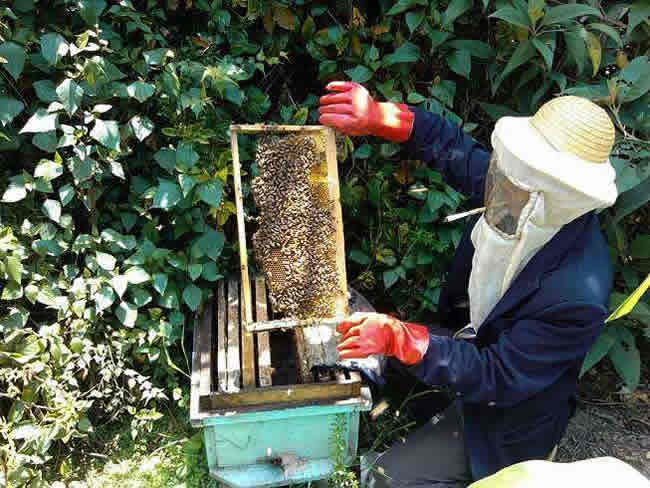 如何在有子脾情況下取蜜？