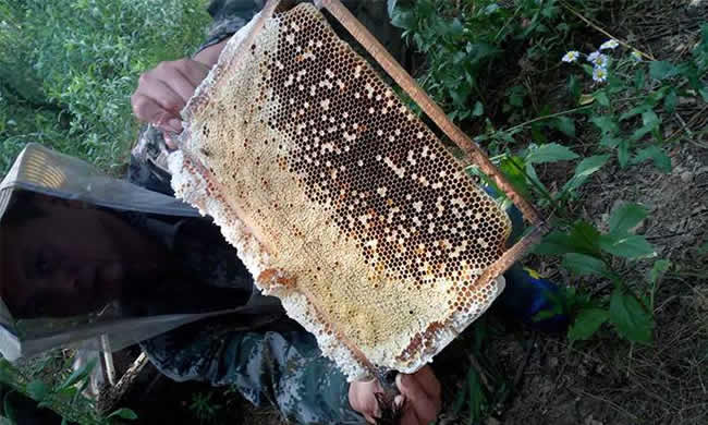 如何在有子脾情況下取蜜？