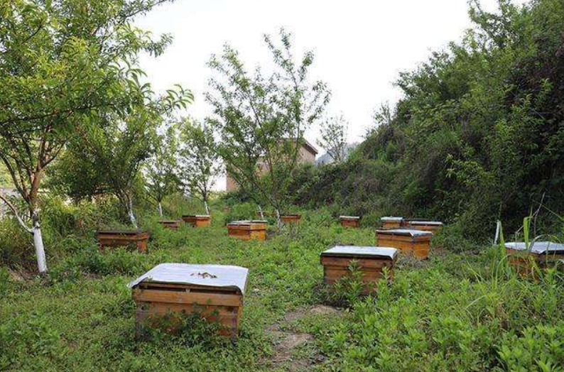定地養(yǎng)蜂蜂場種哪些蜜源植物（種植蜜源植物定地養(yǎng)蜂模式介紹）