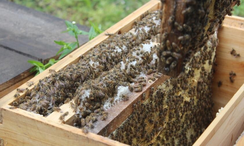 定地養(yǎng)蜂蜂場種哪些蜜源植物（種植蜜源植物定地養(yǎng)蜂模式介紹）