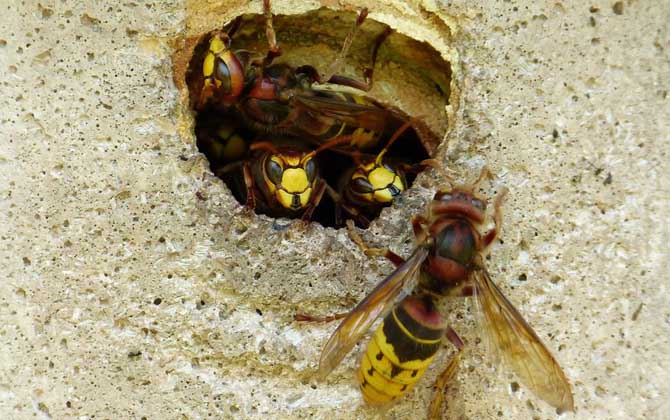馬蜂蟄了幾個小時算安全