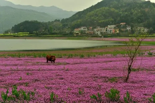 紫云英每畝用多少種子（紫云英種子價格）
