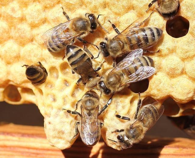 新手養蜂不會育王怎么辦（新手養蜂育蜂王技術）