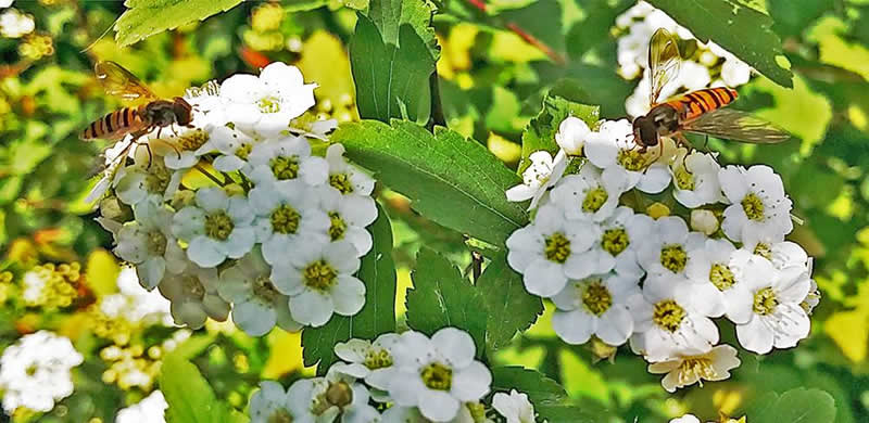 如何誘捕別人家的蜜蜂到蜂箱來(lái)?