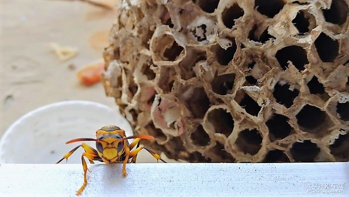 養(yǎng)殖馬蜂應(yīng)具備哪些條件（馬蜂人工飼養(yǎng)技術(shù)）