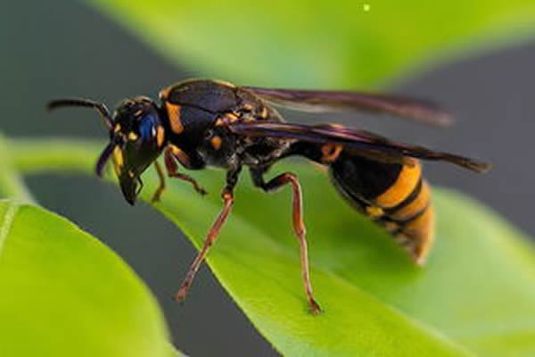 馬蜂蜇人后為什么會不死？被蜇了怎么辦？(附帶緊急處理方法)