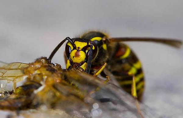 馬蜂蜇人后為什么會不死？被蜇了怎么辦？(附帶緊急處理方法)