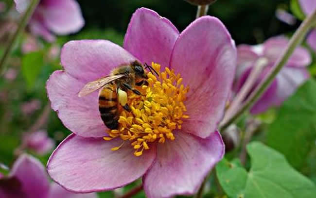 【蜜蜂知識(shí)】蜜蜂蟄了如何消腫止癢？