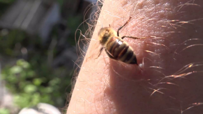 【蜜蜂知識(shí)】蜜蜂蟄了如何消腫止癢？