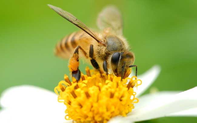 【蜜蜂知識(shí)】蜜蜂蟄了如何消腫止癢？