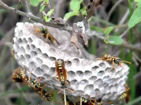 手被馬蜂蜇了怎么辦？幾天消腫？(附帶怎么消腫止痛)