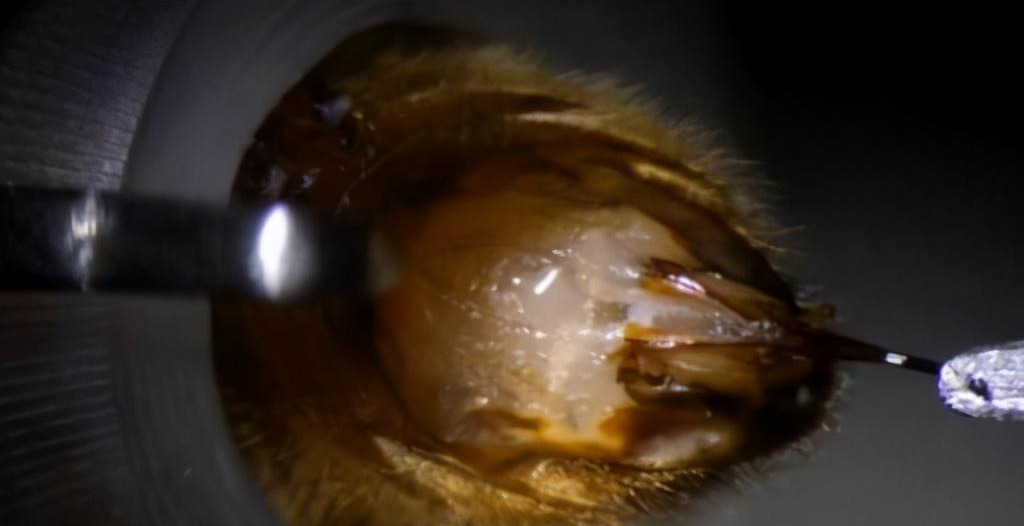 產(chǎn)雄蜂的王如何人工授精（蜂王人工授精技術(shù)視頻）