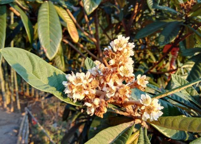 瓜類是否為蜜源植物