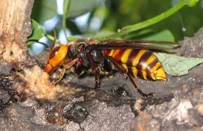 人工飼養(yǎng)胡蜂怎樣越冬（胡蜂如何越冬）